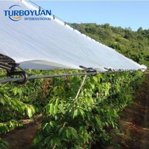 Agricultural supplies crop protected under plastic rain covers Chile cherry protection 