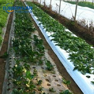 Agro mulch film agricultural soil plastic cover with hole for strawberry