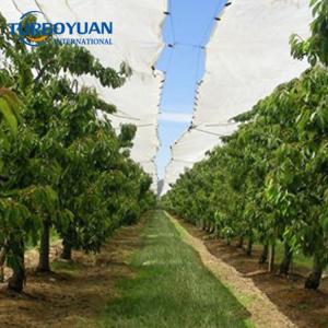 Anti rain venting covers on sweet cherry to protect fruit tree