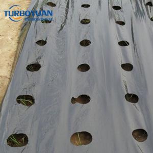 Black mulching film pe plastic mulch film rolls with holes