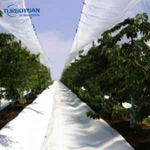 Chile cherry tree top plastic rain cover tarpaulin with uv resistance