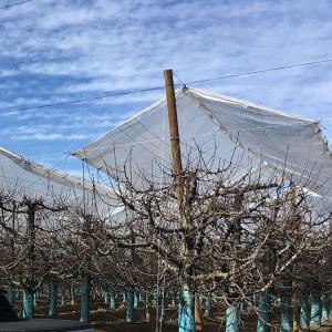 Clear plastic tarpaulin covering HDPE cherry tree protective cover