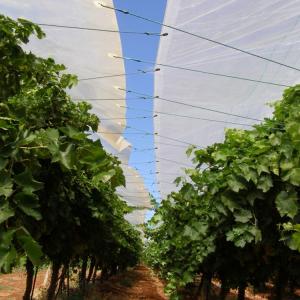 Orchard cherries rain protection cover for pomaceous fruit