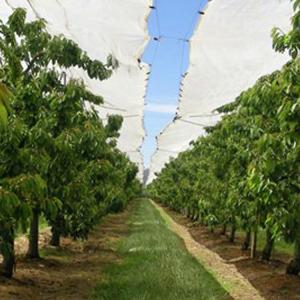 Transparent cherry tree tent rain cover for fruit plantations