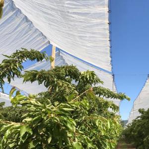 Transparent plastic PE tarpaulin cherry orchard anti rain tent covers 