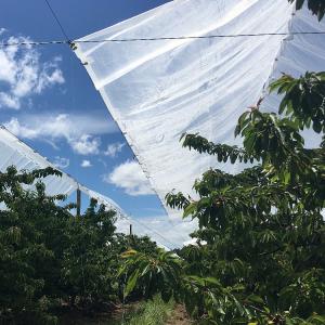 Transparent tarps cherry tree woven fabric cover for sale