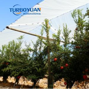 Clear PE tarpaulin cherry tree protection covers popular in Chile